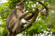 Red colobus monkey : 2014 Uganda